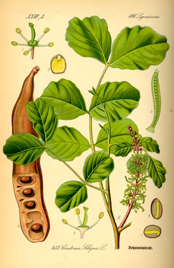 Zeichnung Johannisbrotpflanze